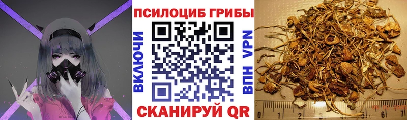 Псилоцибиновые грибы Cubensis  Козловка 